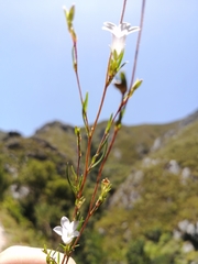 Prismatocarpus schlechteri