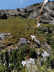 Prismatocarpus schlechteri