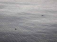 Phalacrocorax carbo