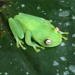 Boana cinerascens