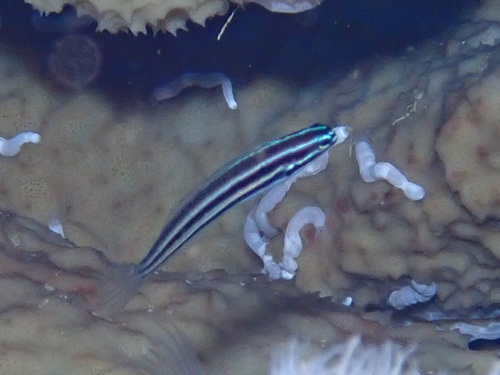 Manus fangblenny (Meiacanthus limbatus) — Blenniidae — 2