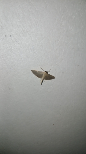 Bradina admixtalis