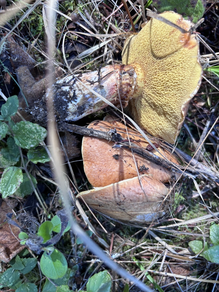 Suillus caerulescens · October 2025 · photo: © reago (iNaturalist, cc-by)