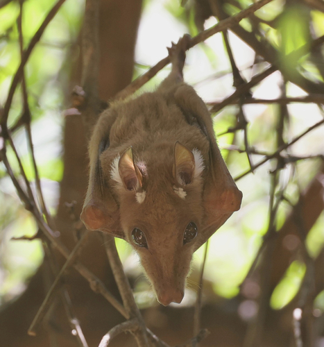 Angolan Epauletted Fruit Bat