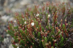 Cassiope tetragona tetragona