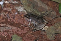 Leptodactylus elenae