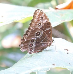 Morpho helenor