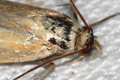 Pediasia luteella