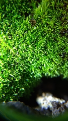 Bryoerythrophyllum recurvirostrum
