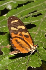 Mechanitis polymnia veritabilis