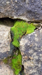 Bryoerythrophyllum recurvirostrum