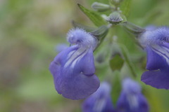 Salvia similis