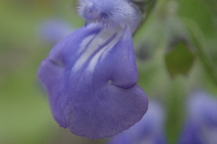 Salvia similis