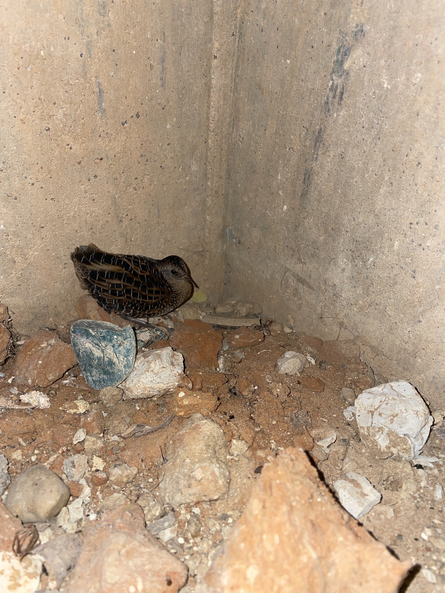 Yellow Rail (Coturnicops noveboracensis), photo 6