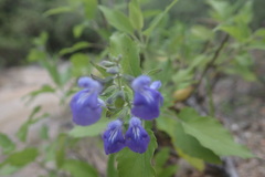 Salvia similis