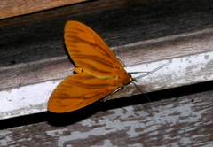 Aganainae