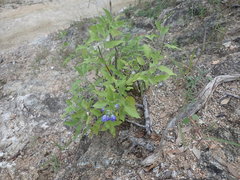 Salvia similis