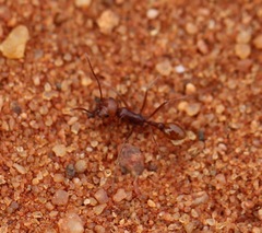 Ocymyrmex dekerus