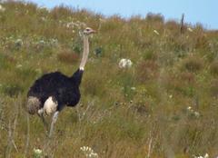 Struthio camelus camelus