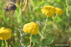 Achillea filipendulina