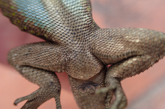 Sceloporus grammicus
