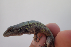 Sceloporus grammicus