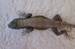 Sceloporus grammicus