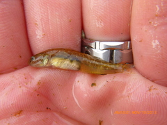 Eucyclogobius newberryi