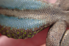 Sceloporus grammicus