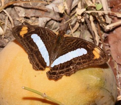 Adelpha iphiclus