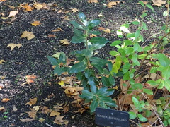 Zenobia pulverulenta