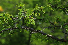 Crataegus chlorosarca