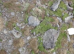 Deschampsia antarctica