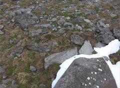 Deschampsia antarctica