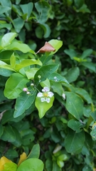 Malpighia glabra