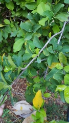 Malpighia glabra