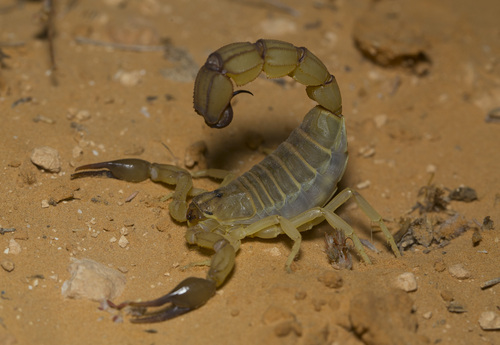 Androctonus australis
