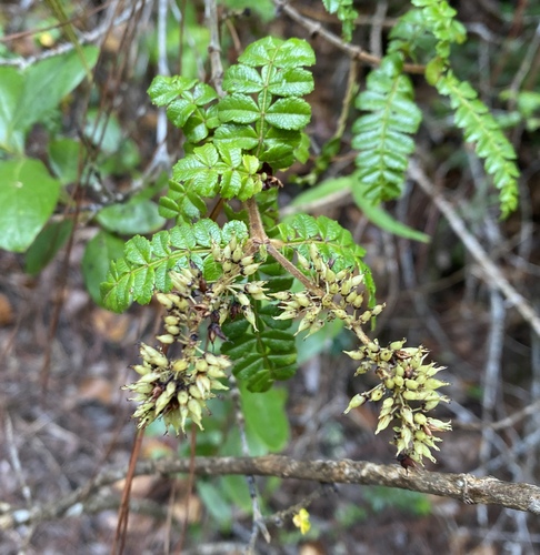 Weinmannia pinnata - Whole tree