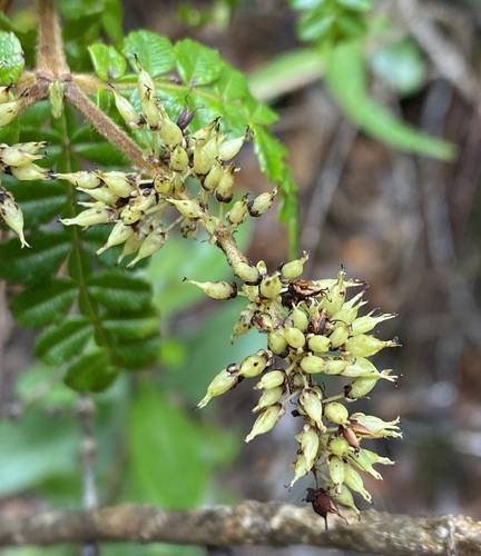 Weinmannia pinnata - Leaves