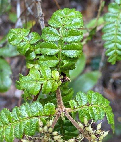 Weinmannia pinnata - Whole tree