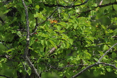 Crataegus chlorosarca