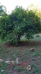 Malpighia glabra