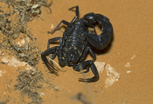 Androctonus aeneas