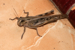 Locusta