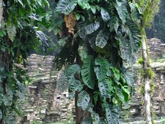 Monstera acuminata