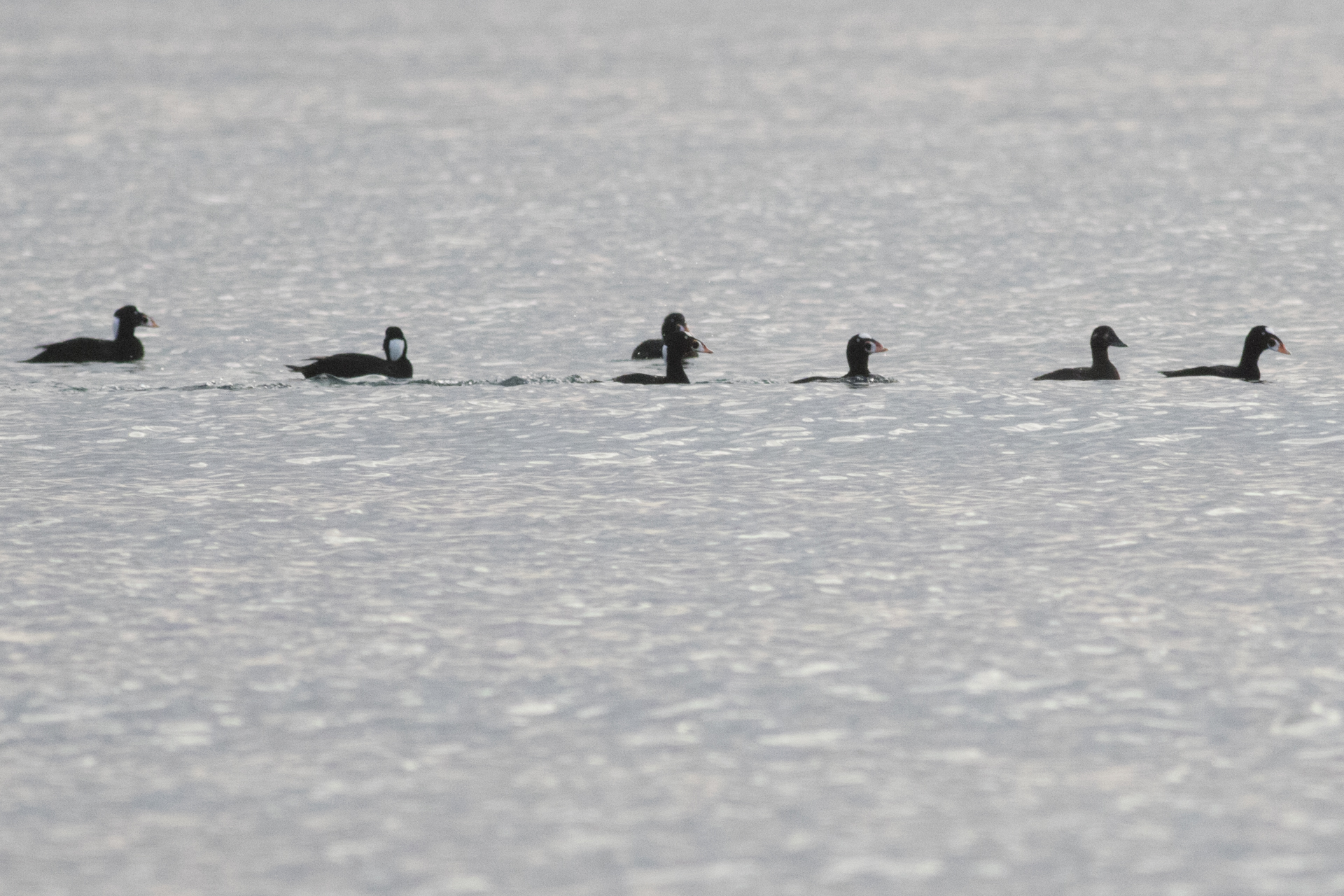 Surf Scoter