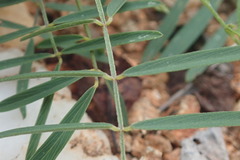 Tephrosia vicioides