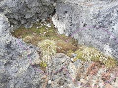 Deschampsia antarctica