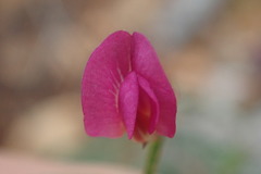 Tephrosia vicioides