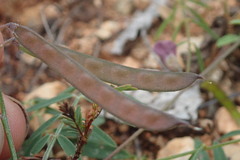 Tephrosia vicioides